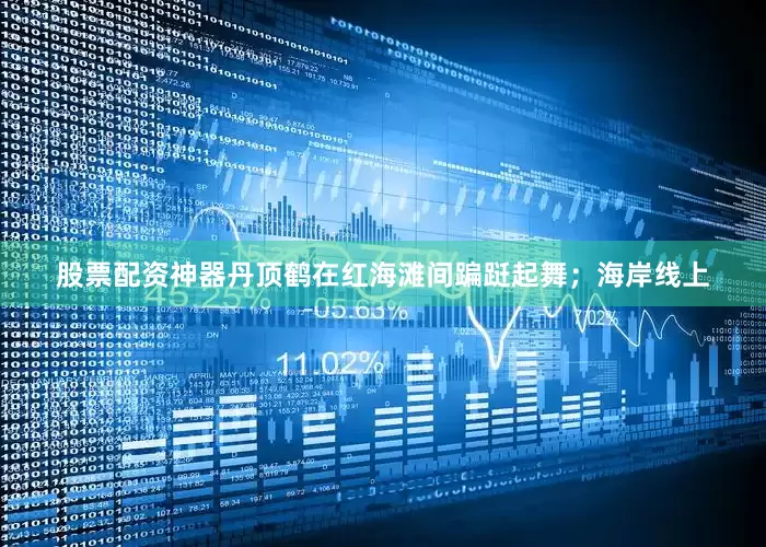 股票配资神器丹顶鹤在红海滩间蹁跹起舞；海岸线上